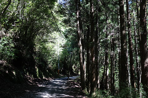 verd, bosc d'arbres de fulles, vegetació, planta, arbre, a l'aire lliure, terra, naturalesa, arbreda, bosc, Camí, tronc de l'arbre, selva tropical, sequoia, ruta, jungla, carretera, jardí, arbor, conífera, avet, direcció, el camí a seguir, creixement, tranquil·litat, tronc, bellesa a la natura, perspectiva decreixent, dia, escena no urbana, sendera, cap gent, escena tranquil·la, treelined, copa de l'arbre, 2K, CC0, domini públic, lliure de regalies