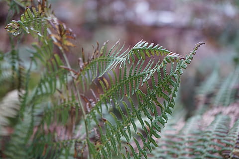 Wald, Regen, Baum, Bäume, Sturm, Wasser, nass, Grün, Stimmung, Camping, Landschaft, Natur, Wachstum, Pflanze, grüne Farbe, keine Leute, Schönheit in der Natur, Blatt, Nahansicht, Tag, Pflanzenteil, selektiver Fokus, Fokus auf den Vordergrund, Farn, Ruhe, draußen, Verletzlichkeit, Zerbrechlichkeit, Dorn, Botanik, Nadelbaum, Nadel - Pflanzenteil, Tannenbaum, 5K, CC0, gemeinfrei, lizenzfrei