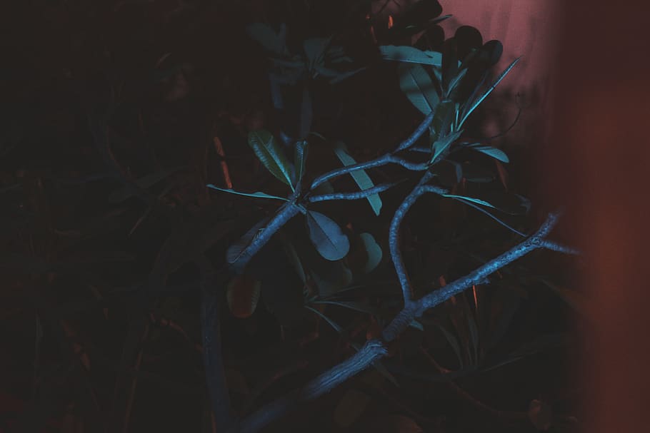 plantă, noapte, nici o persoana, a închide, creştere, natură, copac, selectiv, frumusețe în natură, în aer liber, parte a plantelor, iluminat, frunze, plante stem, să se concentreze asupra primelor elemente, ramură, întuneric, model, Fundal negru, complexitate, încurcat, 5K