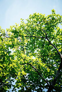 grønne blade træ, træ, natur, blad, himmel, flora, plante, egetræ, afdeling, blå, frisk, frodig, løv, grøn, Skov, udendørs, vegetation, jord, jungle, vin, Busk, vækst, grøn farve, lav vinkel visning, plante del, skønhed i naturen, dag, sollys, ingen mennesker, ro, friskhed, fokus på forgrunden, solrig, 5K, CC0, offentligt domæne, royaltyfrie