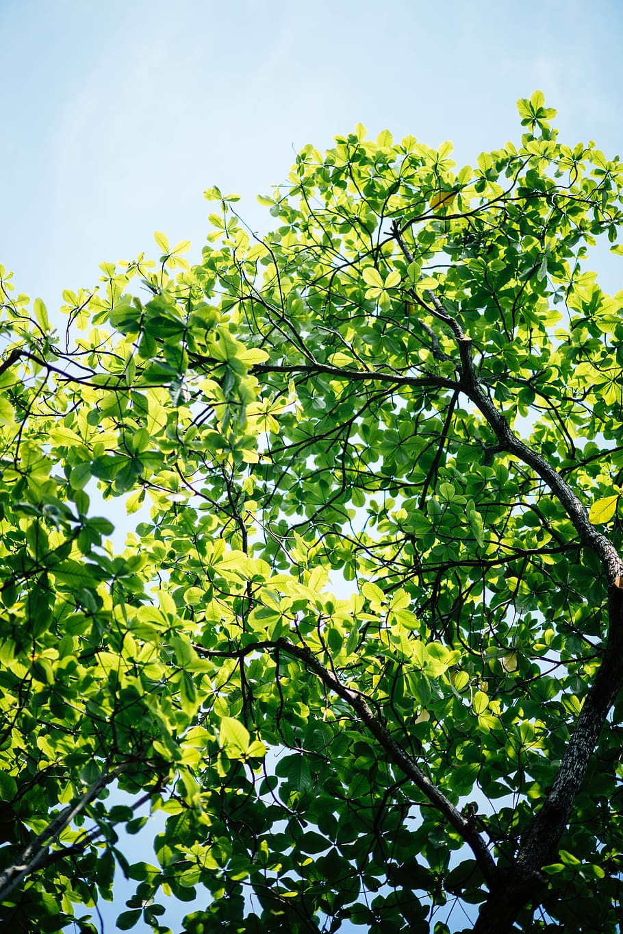 grønne blade træ, træ, natur, blad, himmel, flora, plante, egetræ, afdeling, blå, frisk, frodig, løv, grøn, Skov, udendørs, vegetation, jord, jungle, vin, Busk, vækst, grøn farve, lav vinkel visning, plante del, skønhed i naturen, dag, sollys, ingen mennesker, ro, friskhed, fokus på forgrunden, solrig, 5K