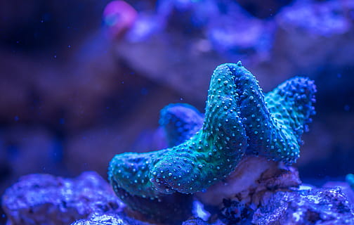 coral, polyp, sea, animal wildlife, underwater, animal themes, animals in the wild, sea life, water, animal, marine, one animal, undersea, nature, invertebrate, animals in captivity, blue, aquarium, tank, no people, outdoors, purple, 4K, CC0, public domain, royalty free