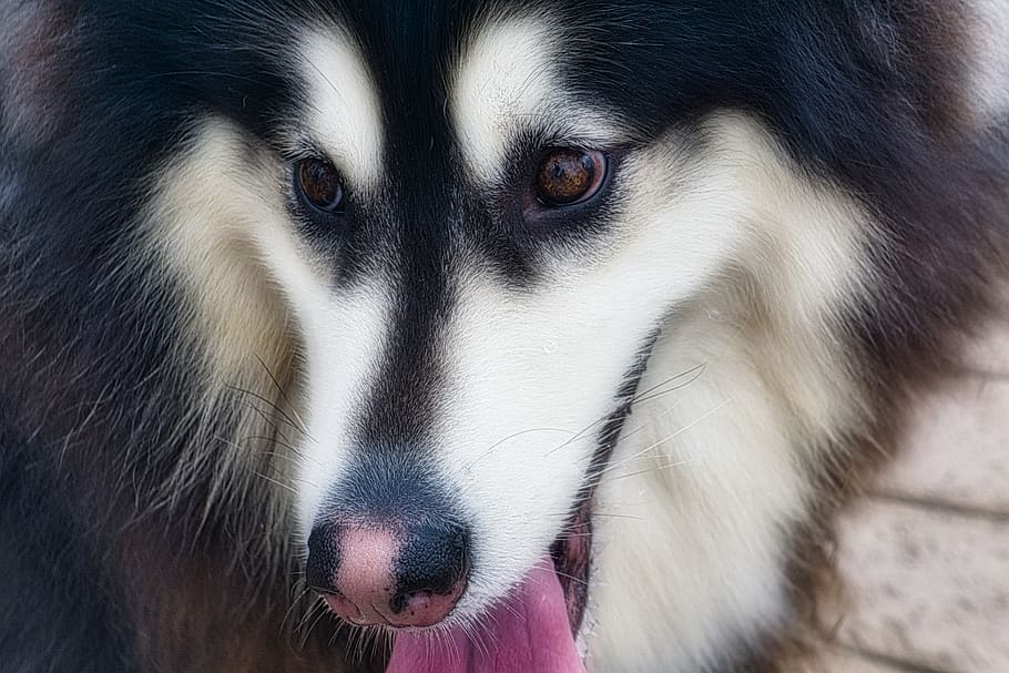 anjing, satu binatang, mamalia, bagian tubuh hewan, merapatkan, potret, tidak ada orang, bertulang belakang, binatang lokal, melihat kamera, hewan peliharaan, lokal, satwa liar hewan, rambut hewan, rambut, mata binatang, hidung binatang, kumis, mulut binatang, moncong, 5K