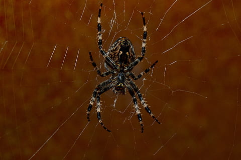 hämähäkki, verkko, lähikuva, luonto, hämähäkinseitit, makro, spin-langat, hämähäkinverkko, arachnid, yksi eläin, niveljalkaisten, eläinten teemoja, selkärangaton, eläin, eläimiä, eläinten villieläimet, hyönteinen, hauraus, keskittyä etualalle, ei ihmisiä, alttius, eläimen kehon osa, eläintiede, eläimen jalka, eloonjääminen, ulkona, monimutkaisuus, Varo myrkyllistä, 4K, CC0, public domain, rojaltivapaa