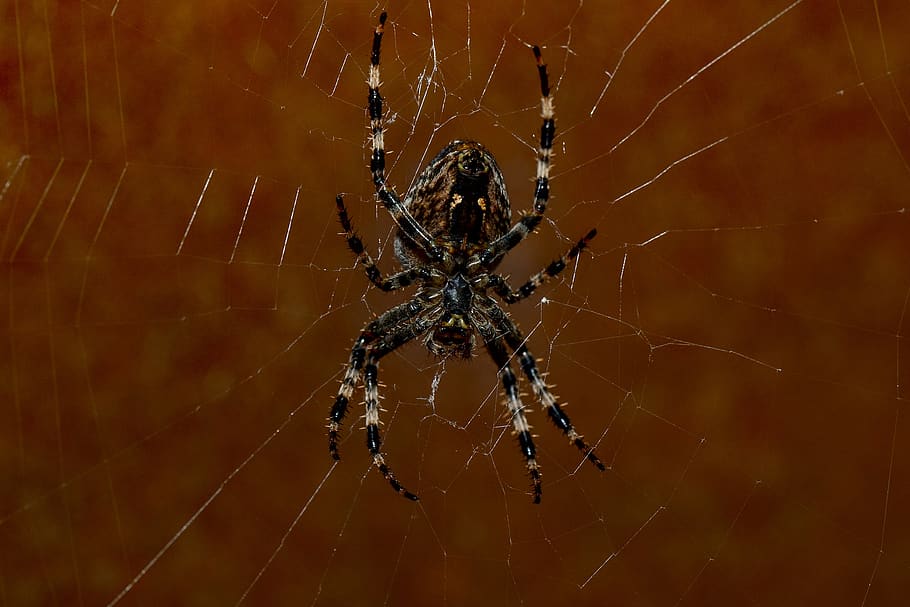 aranya, web, primer pla, naturalesa, teranyines, macro, girar fils, teranyina, aràcnids, un animal, artròpode, temes d'animals, invertebrat, animal, animals a la natura, fauna animal, insecte, fragilitat, centrar-se en primer pla, cap gent, vulnerabilitat, part del cos dels animals, zoologia, cames d’animal, supervivència, a l'aire lliure, complexitat, verinós, 4K