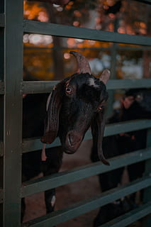 cabra negra, temes d'animals, animals domèstics, un animal, mamífer, nacional, mascotes, animal, centrar-se en primer pla, vertebrats, caní, gos, cap gent, primer pla, part del cos dels animals, bestiar, dia, mirant la càmera, metall, cap d’animals, naturalesa, boca d’animals, herbívors, 5K, CC0, domini públic, lliure de regalies