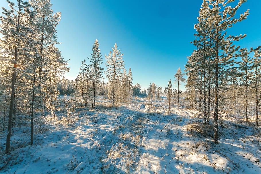 neu, cobert, camp, verd, arbres de fulles, blau, cel, fred, conífera, medi ambient, de fulla perenne, caure, bosc, zing, gelades, gelada, congelat, paisatge, naturalesa, fora de casa, a l'aire lliure, parc, pi, escènic, temporada, nevat, raigs solars, viatjar, arbres, temps, hivern, paisatge d'hivern, boscos, arbre, temperatura de fred, planta, escena tranquil·la, tranquil·litat, bellesa a la natura, escenics - natura, terra, escena no urbana, Color blanc, cap gent, arbre de coníferes, bosc de pi, gel, 5K
