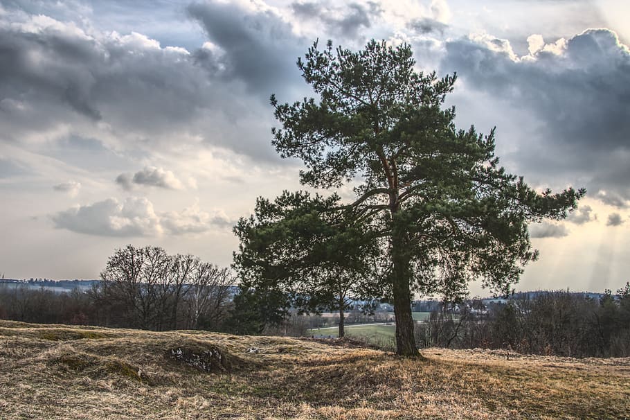 verde, leafed, albero, cielo, pieno, nuvole, luminosa, alba, luce del giorno, ambiente, erba, crescita, paesaggio, natura, panoramico, i raggi del sole, alberi, boschi, nuvola - cielo, pianta, bellezza nella natura, la tranquillità, scena tranquilla, campo, terra, scenics - natura, nessuno, scena non urbana, giorno, all'aperto, 5K