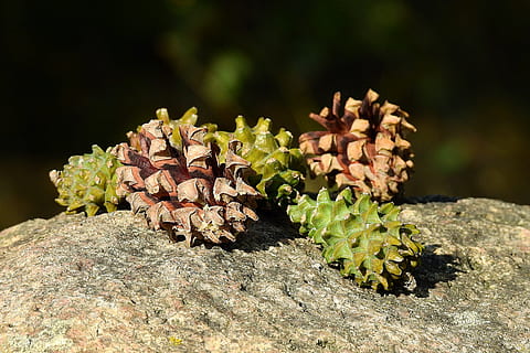 Zapfen, Wald, Stein, Wachstum, Pflanze, Natur, Nahansicht, keine Leute, Schönheit in der Natur, Tag, Sonnenlicht, Fokus auf den Vordergrund, grüne Farbe, selektiver Fokus, Frische, Land, Feld, Verletzlichkeit, draußen, Blume, Tannenzapfen, blühende Pflanze, Zerbrechlichkeit, 4K, CC0, gemeinfrei, lizenzfrei