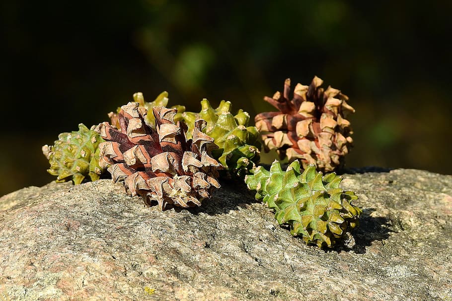 Zapfen, Wald, Stein, Wachstum, Pflanze, Natur, Nahansicht, keine Leute, Schönheit in der Natur, Tag, Sonnenlicht, Fokus auf den Vordergrund, grüne Farbe, selektiver Fokus, Frische, Land, Feld, Verletzlichkeit, draußen, Blume, Tannenzapfen, blühende Pflanze, Zerbrechlichkeit, 4K