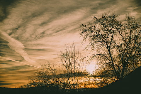 tidsforløb fotografering, træ, gylden, time, baggrundsbelyst, daggry, dramatisk, aften, solnedgang, himmel, sky - himmel, skønhed i naturen, silhuet, scenics - natur, plante, ro, ingen mennesker, rolig scene, natur, orange farve, bare træ, idyllisk, lav vinkel visning, dramatisk himmel, afdeling, udendørs, ikke-urbane scene, romantisk himmel, 5K, CC0, offentligt domæne, royaltyfrie