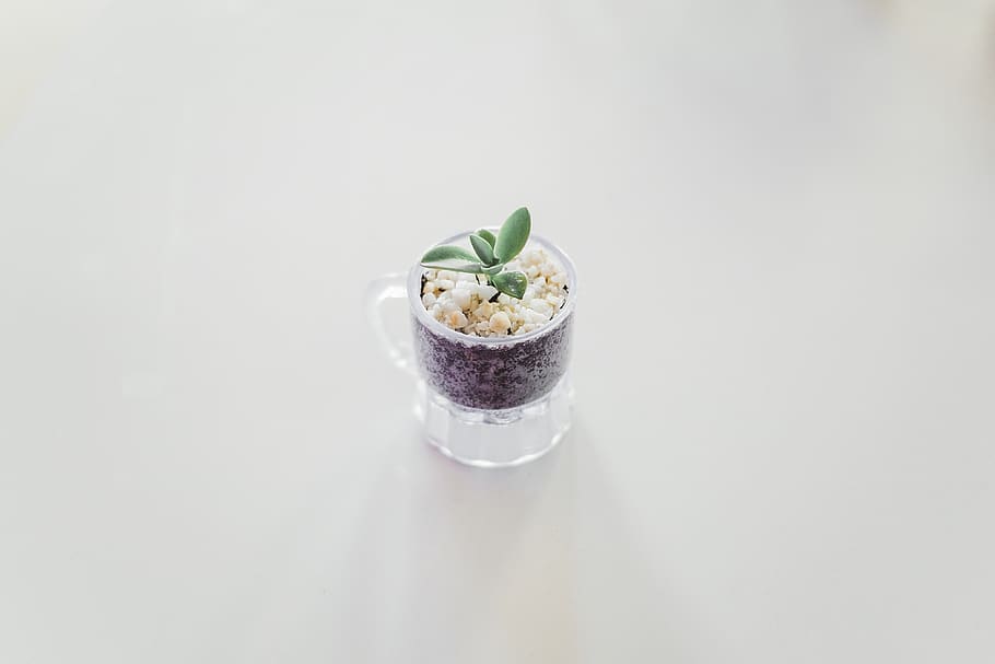 verd, fulles, planta, tassa, menjar, tir de l'estudi, menjar i beguda, frescor, a l'interior, benestar, còpia espai, alimentació saludable, fons blanc, cap gent, natura morta, llest per menjar, vegetals, fruita, bol, primer pla, sol objecte, producte diari, centrar-se en primer pla, vista d’angle alt, temptació, 4K