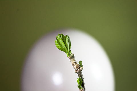 primavera, motor, naturalesa, branca, creixement, full, primer pla, brollar, ou, planta, color verd, cap gent, part de la planta, vegetals, frescor, sol objecte, còpia espai, bellesa a la natura, fragilitat, vulnerabilitat, menjar, alimentació saludable, menjar i beguda, dia, centrar-se en primer pla, 5K, CC0, domini públic, lliure de regalies