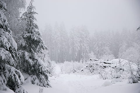 Winter, Schnee, Tannenbaum, Wald, Berg, Winter Wunderland, kalte Temperatur, Baum, Pflanze, Schönheit in der Natur, Ruhe, Natur, ruhige Szene, Land, Abdeckung, Szenen - Natur, Nebel, keine Leute, Nicht-städtische Szene, Tag, Himmel, gefroren, Nadelbaum, Kiefer, schneit, extremes Wetter, schneebedeckter Berg, Kiefernwald, 5K, CC0, gemeinfrei, lizenzfrei