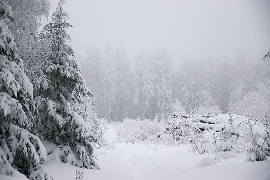 zimní, sníh, jedle, les, hora, zimní říše divů, studená teplota, strom, rostlina, krása v přírodě, klid, Příroda, klidné scény, přistát, krytina, scenics - příroda, mlha, nikdo, mimoměstské scény, den, nebe, zamrzlý, jehličnatého stromu, borovice, sněží, extrémní počasí, zasněžené hory, borové lesy, 5K