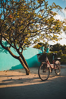 red step-though bicycle, bike, transportation, vehicle, bicycle, wheel, machine, tree, plant, mountain bike, cyclist, sport, sports, bmx, walkway, path, spoke, tire, outdoors, tree trunk, flagstone, mode of transportation, land vehicle, nature, day, branch, basket, growth, road, real people, one person, city, beauty in nature, sky, sunlight, land, riding, 4K, CC0, public domain, royalty free