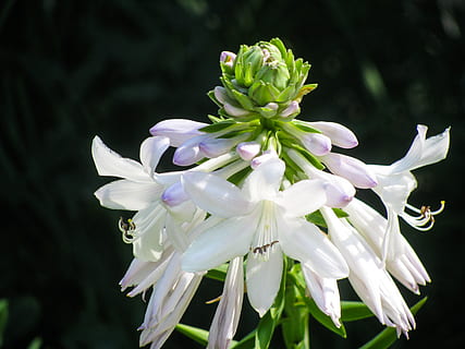 blanc, flor, planta amb flors, frescor, planta, fragilitat, bellesa a la natura, vulnerabilitat, pètal, creixement, primer pla, inflorescència, cap de flor, centrar-se en primer pla, Color blanc, naturalesa, cap gent, dia, botànica, pol·len, a l'aire lliure, porpra, 2K, CC0, domini públic, lliure de regalies