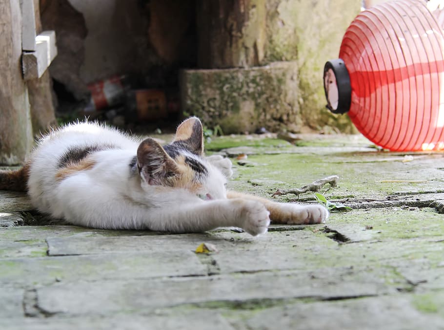 kat, kitty, pattedyr, dyre temaer, dyr, indenlandske, husdyr, kæledyr, hvirveldyr, feline, indenlandske kat, et dyr, lempelse, dag, sti, selektiv fokusering, ingen mennesker, portræt, kigger på kameraet, ligger ned, bakkenbart, 2K