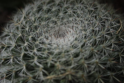 cactus, desert, spines, sharp, poke, pain, succulent, plant, close-up, growth, selective focus, vulnerability, no people, softness, fragility, nature, beauty in nature, flower, flowering plant, succulent plant, freshness, pattern, dandelion, backgrounds, extreme close-up, natural pattern, dandelion seed, 4K, CC0, public domain, royalty free