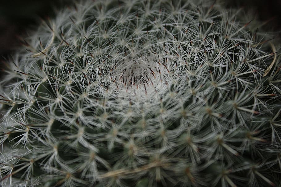 kaktus, poušť, trny, ostrý, strčit, bolest, sukulentní, rostlina, detail, růst, selektivní zaměření, zranitelnost, nikdo, měkkost, křehkost, Příroda, krása v přírodě, květ, kvetoucí rostlina, sukulentní rostlina, svěžest, vzor, pampeliška, pozadí, extrémní detail, přírodní vzor, semena pampelišky, 4K