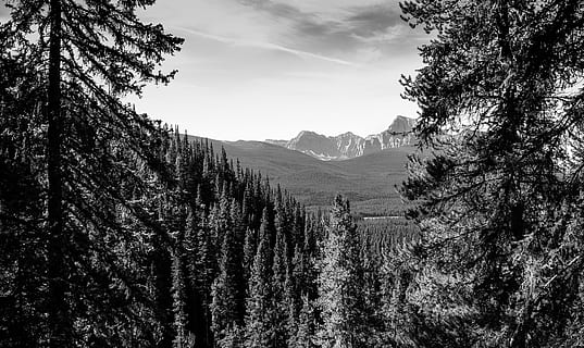 aereo, fotografia in scala di grigi, foresta, roccioso, montagna, albero, paesaggio, ambientale, opportunità, clima, vista, scarabeo di pino, Canada, Alberta, diaspro, Banff, bianco e nero, pianta, cielo, scenics - natura, bellezza nella natura, la tranquillità, ambiente, scena tranquilla, natura, crescita, nessuno, terra, albero di conifere, scena non urbana, catena montuosa, Pinaceae, giorno, Pino, all'aperto, bosco di pini, 4K, CC0, dominio pubblico, privo di copyright