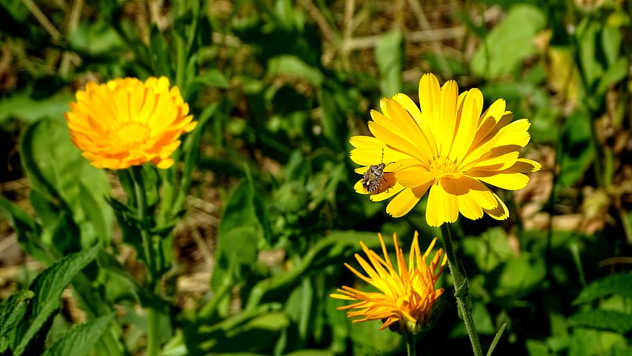 error, pudent, herba, prat, camp, flors, estiu, groc, florir, planta amb flors, flor, creixement, frescor, planta, bellesa a la natura, vulnerabilitat, fragilitat, pètal, cap de flor, inflorescència, primer pla, centrar-se en primer pla, naturalesa, cap gent, dia, terra, pol·len, a l'aire lliure, gazania, polinització, 5K