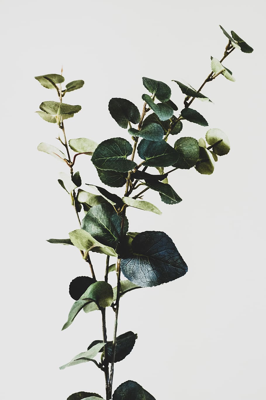 plantes verdes, planta, full, animal, ocell, flor, falsa, fulles, objectes, casa, plantes, Forna, flora, eucaliptus, minimalisme, benestar, natural, minimalista, tija, esprai, part de la planta, creixement, bellesa a la natura, naturalesa, primer pla, cap gent, color verd, vista d’angle baix, frescor, tija de la planta, cel, a l'aire lliure, cel clar, dia, vulnerabilitat, tir de l'estudi, fragilitat, 5K