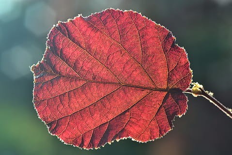 Blatt, Hintergrundbeleuchtung, Haselnussblatt, Haselnuss, Nuss, runden, rot, Struktur, Textur, wunderschönen, Fasern, zärtlich, Vegetation, Natur, Pflanzenteil, Herbst, Veränderung, Nahansicht, Blattvene, Pflanze, Schönheit in der Natur, Fokus auf den Vordergrund, keine Leute, Tag, Zerbrechlichkeit, draußen, Verletzlichkeit, Baum, Wachstum, natürliches Muster, natürlicher Zustand, Blätter, Ahornblatt, 5K, CC0, gemeinfrei, lizenzfrei