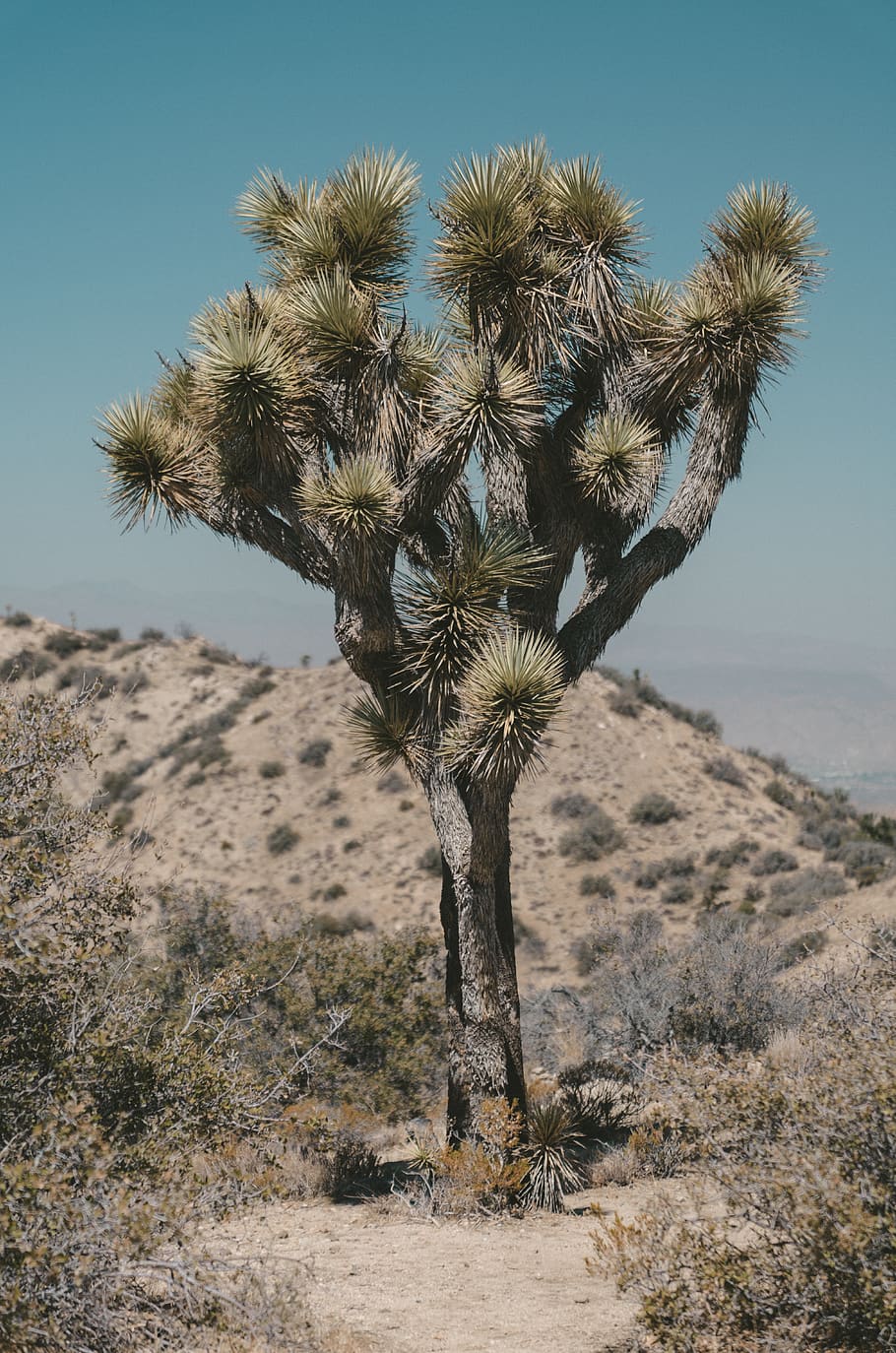 arbre al desert, Estats Units, parc nacional de joshua tree, planta, cactus, flora, arbre, a l'aire lliure, sòl, naturalesa, desert, conífera, vegetació, arbust, Palmera, arecaceae, agavaceae, pi, gris, cel, terra, creixement, medi ambient, bellesa a la natura, paisatge, escenics - natura, clima àrid, camp, cap gent, dia, tranquil·litat, cel clar, llum solar, clima, clima tropical, semiàrid, 5K