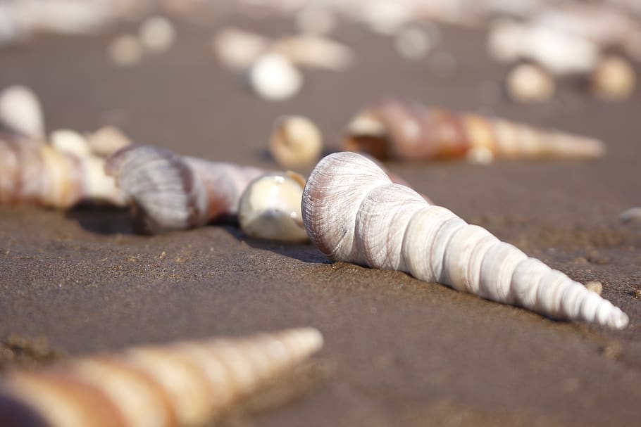 cargol, Costa, sorra, shell, or, primer pla, cap gent, enfocament selectiu, natura morta, dia, llum solar, naturalesa, material de fusta, vista d’angle alt, gran grup d'objectes, platja, riquesa, a l'aire lliure, taula, creativitat, gris, sol objecte, textura, luxe, 5K