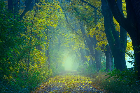 světlo, les, pryč, cesta, stromy, podzim, zelená, listy, podzim listí, mlha, atmosféra, avenue, krajina, magie, tajemný, mystický, sen, fantastický, fantazie, nálada, atmosférický, strom, rostlina, krása v přírodě, klid, přistát, klidné scény, Příroda, růst, scenics - příroda, mimoměstské scény, den, změna, slunečního světla, kmen stromu, kufr, nikdo, idylický, směr, venku, podzimní kolekce, stezka, 5K, CC0, veřejná doména, bez autorských práv