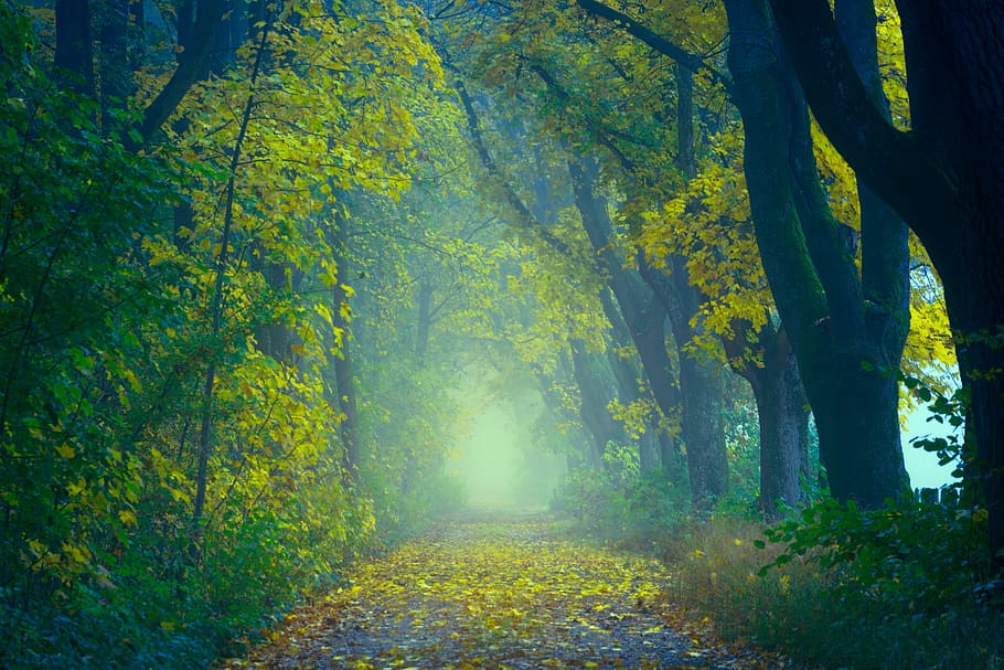 llum, bosc, lluny, Camí, arbres, tardor, verd, fulles, fullatge de tardor, boira, atmosfera, avinguda, paisatge, màgia, misteriós, místic, somni, fantàstic, fantasia, humor, atmosfèric, arbre, planta, bellesa a la natura, tranquil·litat, terra, escena tranquil·la, naturalesa, creixement, escenics - natura, escena no urbana, dia, canvi, llum solar, tronc de l'arbre, tronc, cap gent, idíl·lic, direcció, a l'aire lliure, col·lecció de tardor, ruta, 5K