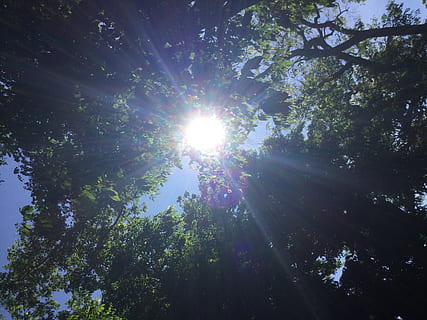 Philippines, lumière du soleil, arbre, plante, reflet, faible angle de vue, Soleil, rayon de soleil, ciel, beauté dans la nature, la nature, croissance, journée, forêt, personne, tranquillité, ensoleillé, terre, paysages - nature, en plein air, scène tranquille, brillant, diffusion, des bois, éruption solaire, fortement éclairé, canopée, 2K, CC0, domaine public, libre de droits