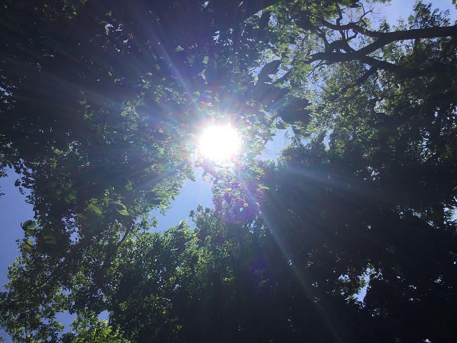Filipines, llum solar, arbre, planta, flare de la lent, vista d’angle baix, sol, raig de sol, cel, bellesa a la natura, naturalesa, creixement, dia, bosc, cap gent, tranquil·litat, assolellat, terra, escenics - natura, a l'aire lliure, escena tranquil·la, brillant, streaming, bengales solars, lluminós, copa de l'arbre, 2K