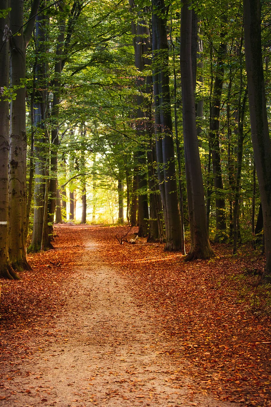 arbres, bosc, naturalesa, arbre caducifoli, místic, fusta, tardor, fulles, lluny, arbre, planta, terra, direcció, el camí a seguir, creixement, bellesa a la natura, sendera, tranquil·litat, tronc, tronc de l'arbre, escena tranquil·la, dia, cap gent, escena no urbana, full, escenics - natura, a l'aire lliure, perspectiva decreixent, treelined, ruta, 5K