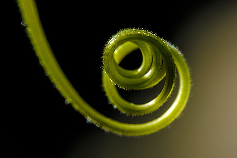 Makro, Rebe, Studioaufnahme, schwarzer Hintergrund, grüne Farbe, Nahansicht, keine Leute, drinnen, Spiral-, ein Tier, Tier, Tierthemen, zusammengerollt, Pflanze, Schönheit in der Natur, Tierwelt, Natur, selektiver Fokus, Ranke, Essen und Trinken, einzelnes Objekt, 5K, CC0, gemeinfrei, lizenzfrei
