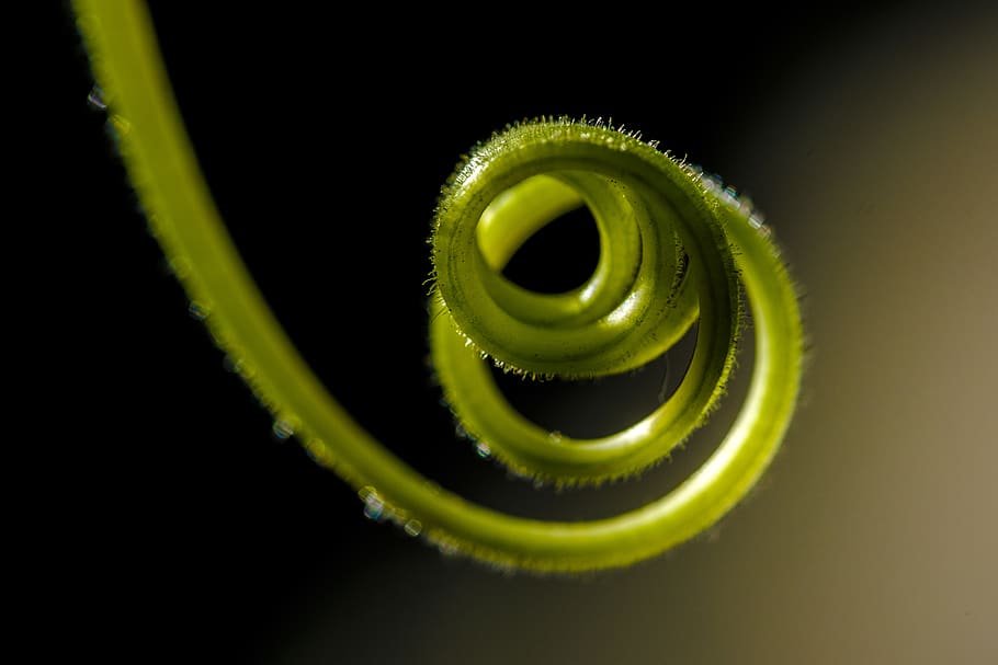 Makro, Rebe, Studioaufnahme, schwarzer Hintergrund, grüne Farbe, Nahansicht, keine Leute, drinnen, Spiral-, ein Tier, Tier, Tierthemen, zusammengerollt, Pflanze, Schönheit in der Natur, Tierwelt, Natur, selektiver Fokus, Ranke, Essen und Trinken, einzelnes Objekt, 5K