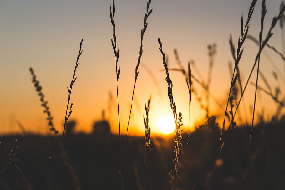superficiale, fotografia a fuoco, Marrone, erba, retroilluminato, sfondo sfocato, avvicinamento, sera, ora d'oro, crescita, paesaggio, natura, piante, cielo, sole, tramonto, bellezza nella natura, pianta, campo, la tranquillità, colore arancione, scenics - natura, silhouette, scena tranquilla, nessuno, concentrarsi sulle conoscenze acquisite, terra, agricoltura, ambiente, raccolto, all'aperto, 5K