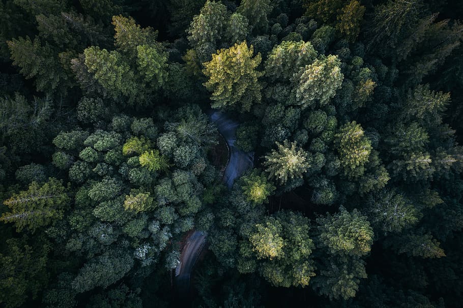 verde, hoja, arboles, plantas, naturaleza, bosque, al aire libre, aéreo, ver, belleza en la naturaleza, crecimiento, planta, árbol, color verde, nadie, vista de alto ángulo, día, tierra, fotograma completo, tranquilidad, agua, movimiento, paisajes - naturaleza, sólido, rock, agua que fluye, fluido, marina, selva, 5K
