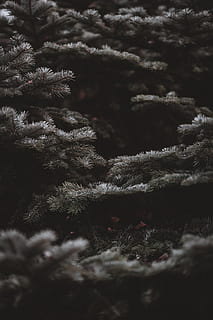 árvore cinza, gelo, ao ar livre, natureza, neve, geada, árvore, plantar, conífera, abeto, abies, cinzento, noite, pássaro, animal, agelaius, Passaro preto, enfeitar, jay, pinho, larício, inverno, foco seletivo, ninguém, crescimento, temperatura fria, dia, beleza na natureza, fechar-se, tranquilidade, árvore de abeto, ramo, quadro completo, Natal, árvore de Natal, Pinheiro, árvore conífera, 8K, CC0, domínio público, royalty free