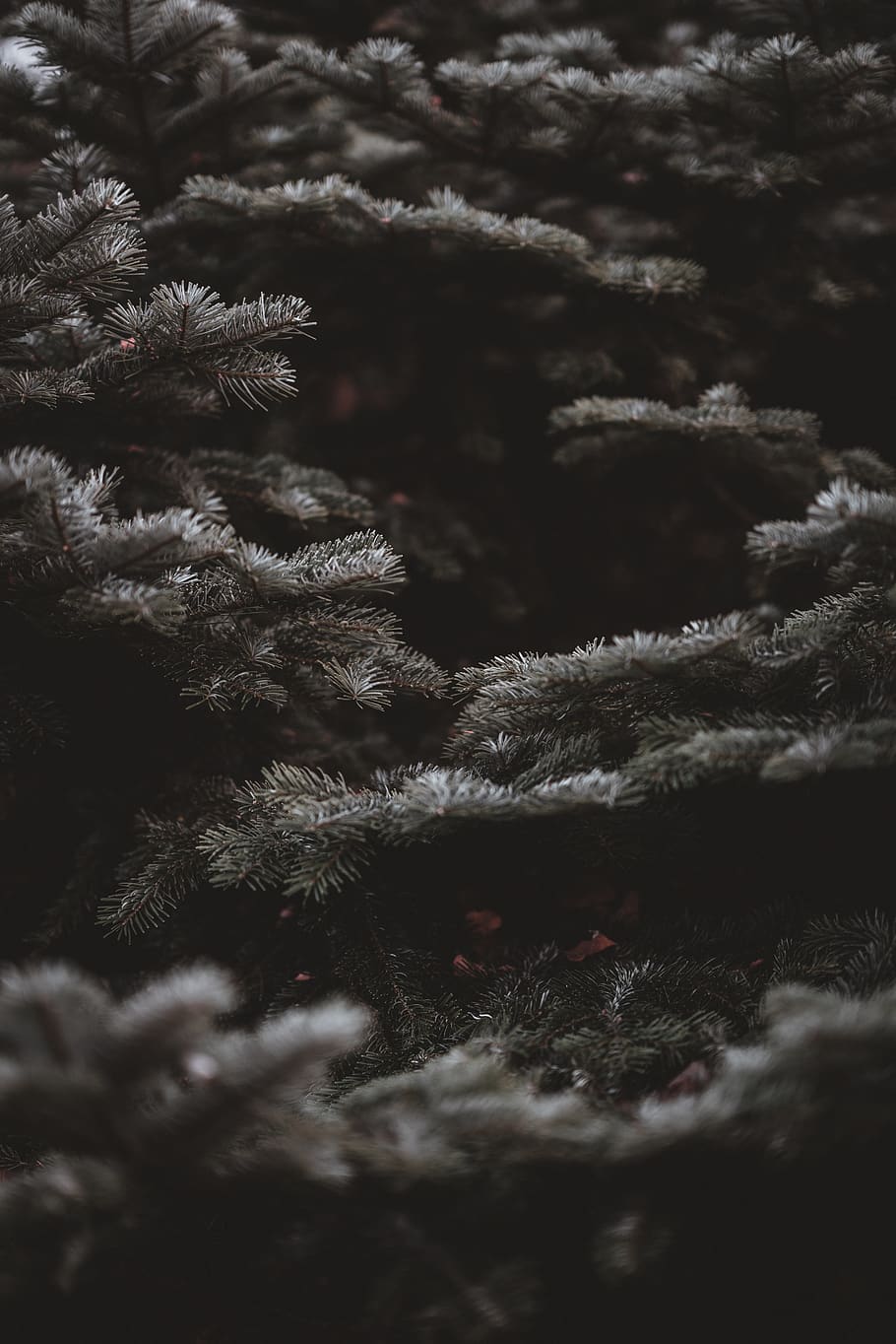 árvore cinza, gelo, ao ar livre, natureza, neve, geada, árvore, plantar, conífera, abeto, abies, cinzento, noite, pássaro, animal, agelaius, Passaro preto, enfeitar, jay, pinho, larício, inverno, foco seletivo, ninguém, crescimento, temperatura fria, dia, beleza na natureza, fechar-se, tranquilidade, árvore de abeto, ramo, quadro completo, Natal, árvore de Natal, Pinheiro, árvore conífera, 8K