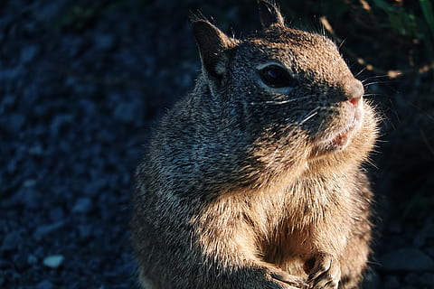 esquirol marró, mamífer, animal, rosegador, gat, mascota, esquirol, vida salvatge, suportar, llebre, chinchilla, menjar, conill, sòl, musell, castor, monstre de l'arbre, rock, la mostela, temes d'animals, un animal, fauna animal, primer pla, animals a la natura, centrar-se en primer pla, vertebrats, cap gent, dia, naturalesa, terra, cap d’animals, a l'aire lliure, camp, part del cos dels animals, llum solar, bigotis, ull d’animals, 5K, CC0, domini públic, lliure de regalies