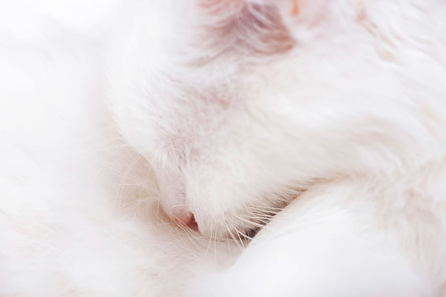 gato, ojo, cabeza, de cerca, mamífero, piel, ligero, mullido, macro, minino, pelo, bigotes, , peludo, soltero, bonita, blanco, estudio, felino, retrato, linda, adorable, hermoso, nacional, mascota, nariz, animal, animales domesticos, temas de animales, un animal, mascotas, el color blanco, parte del cuerpo del animal, Gato domestico, nadie, adentro, vertebrado, relajación, pata, Pelo animal, dormido, blandura, pierna animal, cabeza de animal, 2K