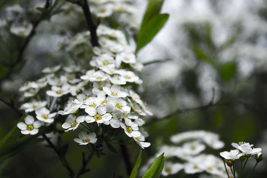 flors blanques, planta, flor, gerani, pètal, pol·len, québec, Canadà, naturalesa, margarida, margarides, pur, flors, bellesa, calma, boscos, salvatge, bosc, arbres, blanc, planta amb flors, fragilitat, vulnerabilitat, frescor, bellesa a la natura, creixement, primer pla, Color blanc, dia, centrar-se en primer pla, enfocament selectiu, cap de flor, cap gent, inflorescència, arbre, a l'aire lliure, primavera, Ram de flors, arranjament floral, flor de cirerer, 5K