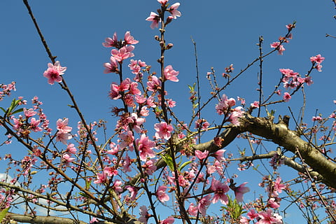 Blume, Pfirsichbaum, Frühling, Botaniker, Baum, gedeihen, Natur, Flora, Vegetation, Pflanze, Obstgarten, blühende Pflanze, pinke Farbe, Wachstum, Zerbrechlichkeit, blühen, Himmel, Schönheit in der Natur, Ast, Verletzlichkeit, Flachwinkelansicht, Frische, Tag, Blütenblatt, keine Leute, klarer Himmel, Kirschblüte, Kirschbaum, draußen, Blütenkopf, Pflaumenblüte, 2K, CC0, gemeinfrei, lizenzfrei