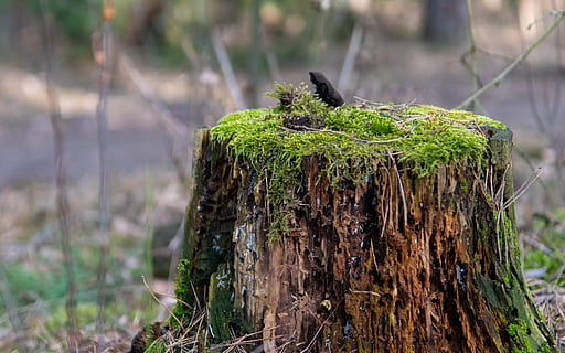 foresta, tronco, albero, fogliame, rifiuti, natura, verde, parco, avvicinamento, pianta, vegetazione, la corteccia, muschio, runa, vello, concentrarsi sulle conoscenze acquisite, abbaiare, tronco d'albero, nessuno, colore verde, crescita, terra, giorno, legno - materiale, all'aperto, la deforestazione, strutturato, pianta morta, 5K, CC0, dominio pubblico, privo di copyright