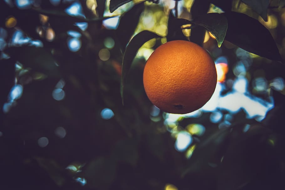taronja, fruita, arbre, menjar, planta, cítrics, aranja, produir, rio bravo ranch, Estats Units, Bakersfield, naturalesa, saludable, salut, natural, alimentació saludable, Califòrnia, fresc, menjar i beguda, centrar-se en primer pla, frescor, benestar, arbre fruiter, creixement, color taronja, primer pla, cap gent, dia, taronja - fruita, madur, a l'aire lliure, 8K