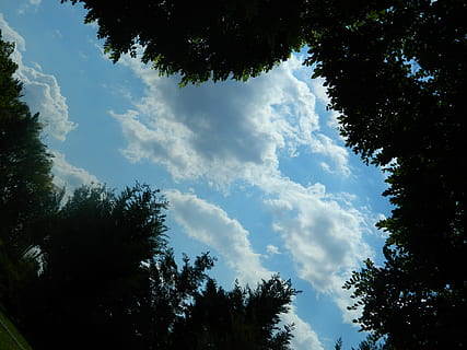 nuvole, alberi, lookingup, cielo, albero, pianta, nuvola - cielo, bellezza nella natura, crescita, Inquadratura dal basso, la tranquillità, scenics - natura, natura, scena tranquilla, silhouette, nessuno, giorno, all'aperto, scena non urbana, foresta, idilliaco, cima dell'albero, luce del sole, baldacchino di albero, 4K, CC0, dominio pubblico, privo di copyright
