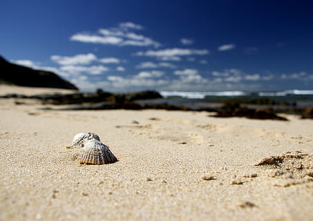 Schale, Muscheln, Strand, Paar, Sand, Landschaft, verwischen, Wellen, Felsen, Ufer, Hintergrund, Tag, Land, Tierwelt, ein Tier, Himmel, Tiere in freier Wildbahn, Natur, Tier, Tierthemen, wolke - himmel, selektiver Fokus, keine Leute, draußen, Nahansicht, Umgebung, Oberflächenniveau, Wüste, Marine, 4K, CC0, gemeinfrei, lizenzfrei