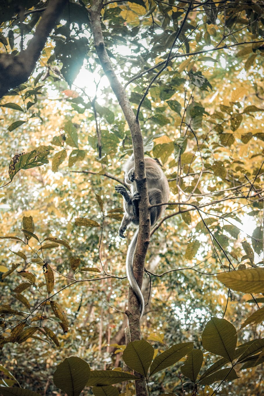 marró, mico, branca d'un arbre, animal, Singapur, cua, la vida marina, serp de mar, rèptil, serp, arbre, full, bosc, jungla, llum solar, seure, planta, flora, mostra, instagram, fons, fons de pantalla, branca, naturalesa, cap gent, temes d'animals, fauna animal, vista d’angle baix, animals a la natura, dia, mamífer, un animal, vertebrats, part de la planta, a l'aire lliure, primat, penjant, 5K